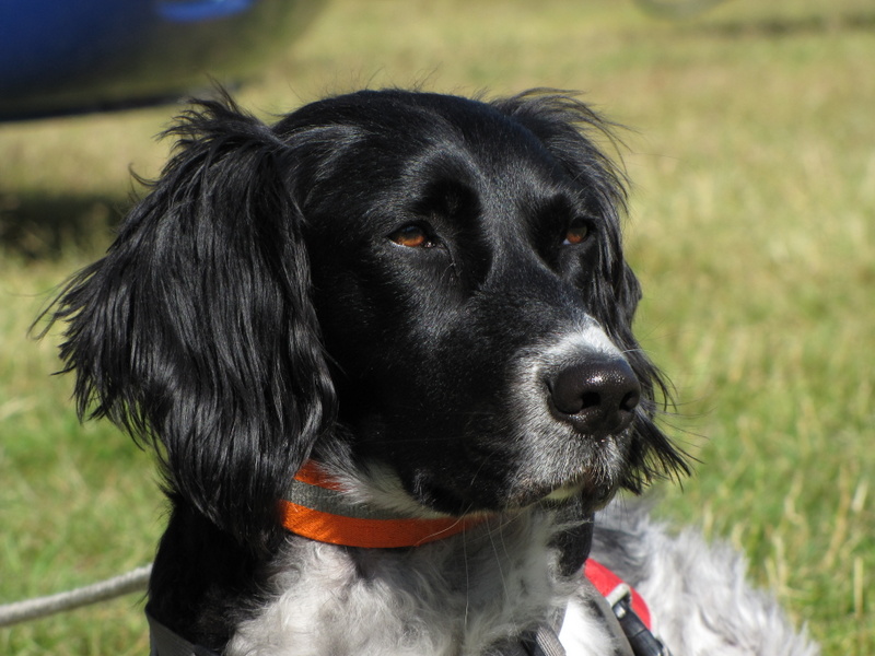 Schulhund Anna