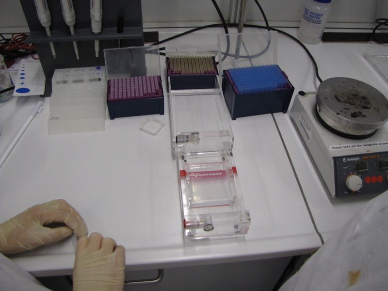 Biologie-Leistungskurs beim Genetikpraktikum im Schülerlabor